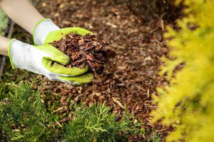 Excellent Mulching in Federal Way, WA